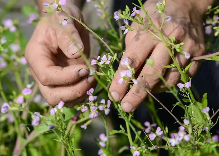 Les Frères Ibarboure - 4 étoiles, Extérieur Sensoriel Et Restaurant étoilé à Hotel 4*